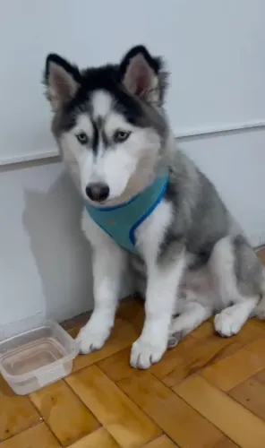 Vende-se husk siberiano 4 meses machinho