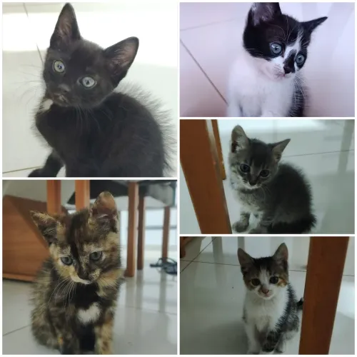 Gatos Filhotes para Adoção Responsável