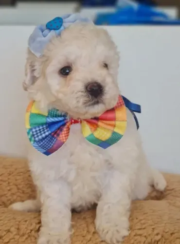 Poodle toy : Garanta hoje o presente do seu filho.