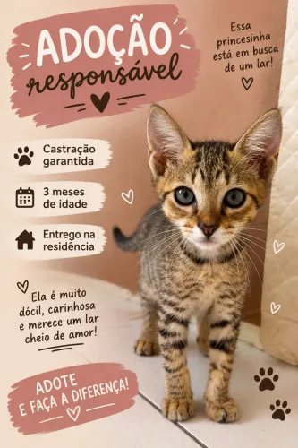 Doação de gato