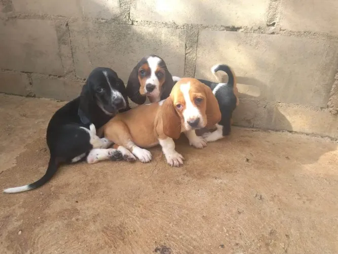 Basset Hound Bicolor filhote