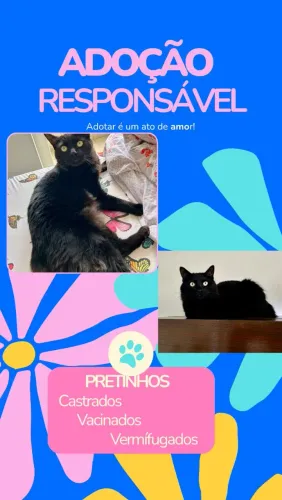 GATOS PARA ADOÇÃO!