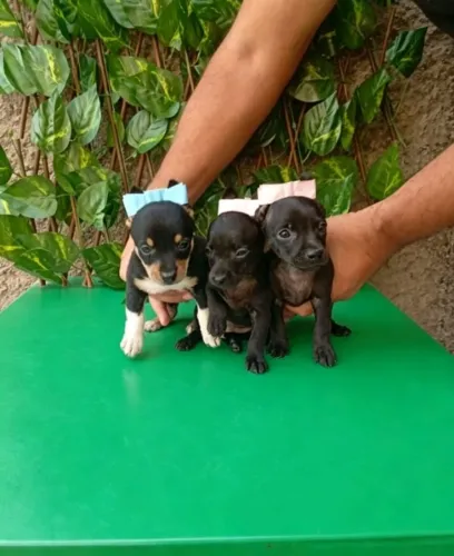 Pinscher Zero com Porte Mini Machos e Fêmeas