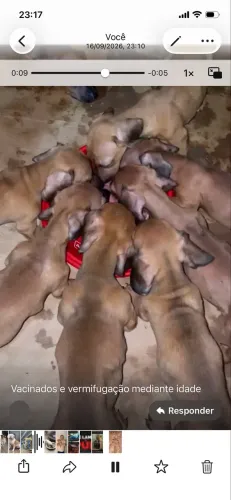 Filhotes de daschshund alemão excelente companhia