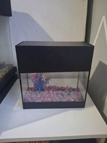 Aquario
