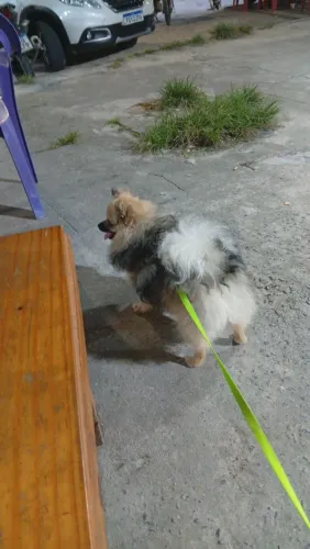 Lulu da Pomerânia procurando namorada ( ele tem pedigree)