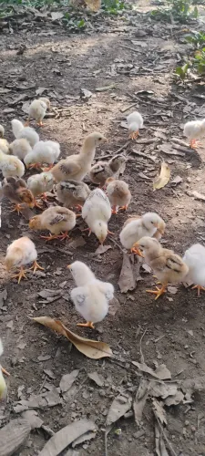 Vendo pintinhos caipira puro