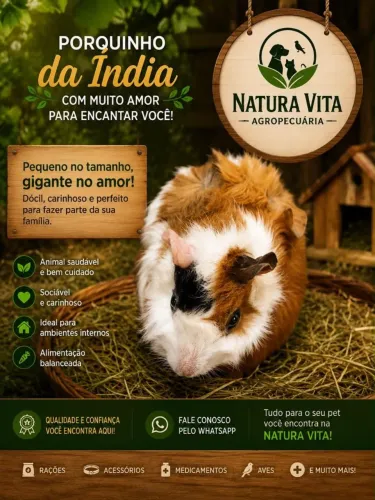 Porquinho da índia 
