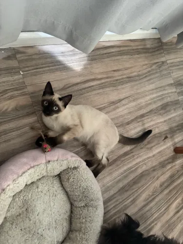 Doa se gato seis meses, macho, siamês , não está castrado .