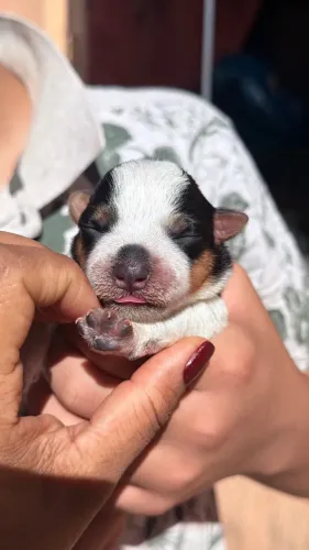 Filhote Blue heeler ( boiadeiro australiano ) 