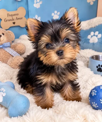 Yorkshire Terrier com pedigree