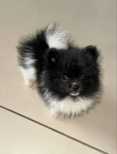 Spitz alemão macho 