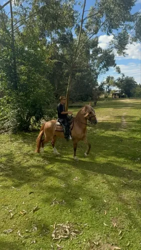 Cavalo Crioulo Chileno Puro 