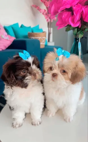 Lindas filhotes raras de shih tzu exóticas com olhos verdes