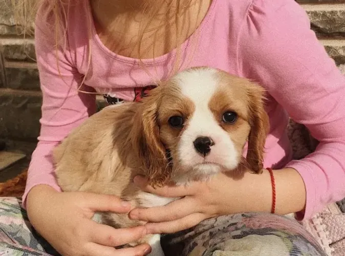 Cavalier King Charles com Pedigree, Garantia e Pagamento Facilitado