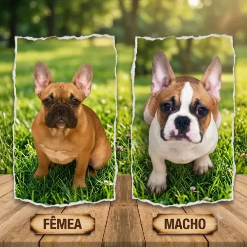 Bulldogue Francês Filhote 5 meses