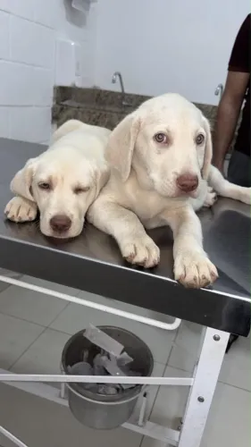 Vendo filhotes de labrador puro