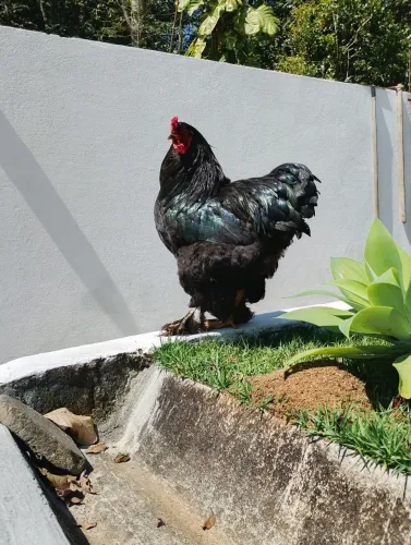 Vendo Galo Brahma Blek