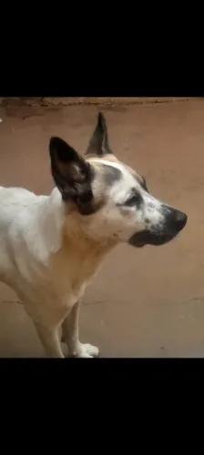 Doa-se cachorro 