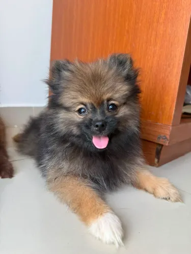 Spitz alemão anão 