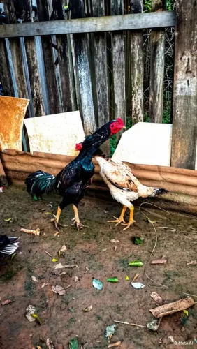 Casal de galinha