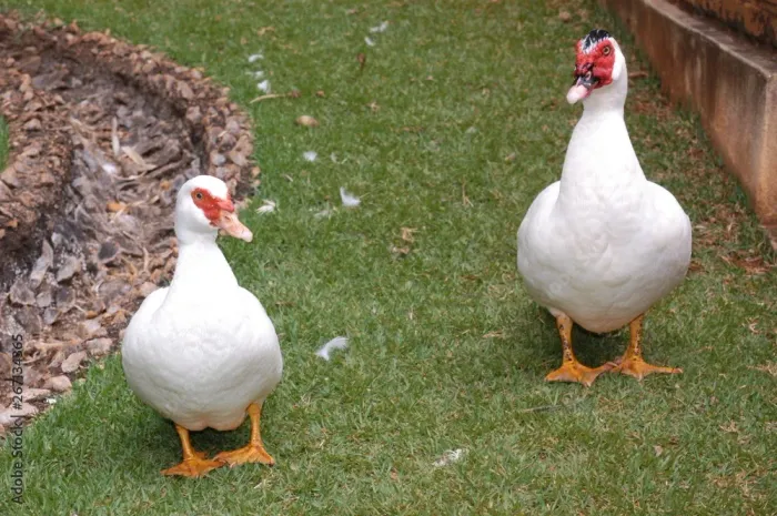 Casal de pato branco