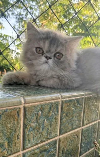 Gata Persa Fêmea Filhote