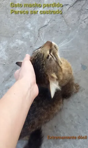 Gatinho adulto para adoção responsável