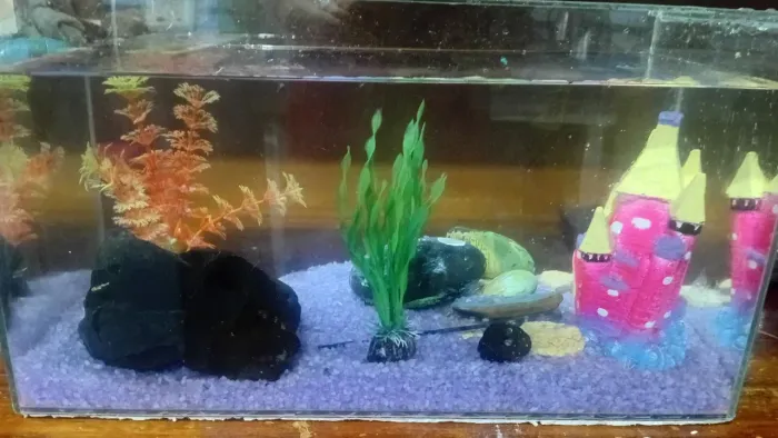 Aquário peixe