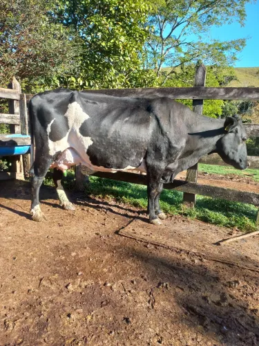 Vacas leiteiras 