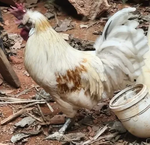 Galo polonês/sedoso