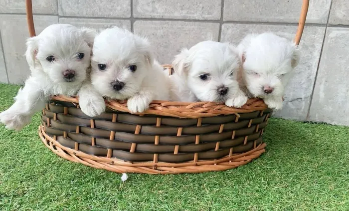 Lindos filhotes de maltês micro