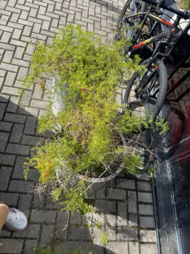 Doação de plantas