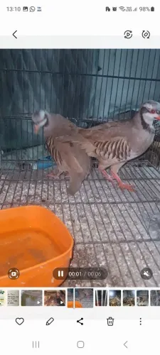 Perdizes Jucá