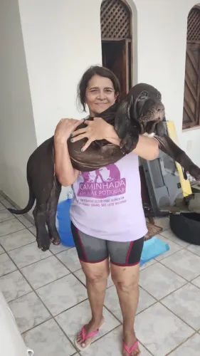 FILHOTES DE CÃES FILA BRASILEIRO, ÓTIMA LINHAGEM.