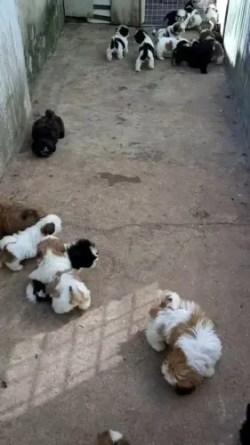 Filhotes de Shih Tzu | Cheio de encanto e personalidade.