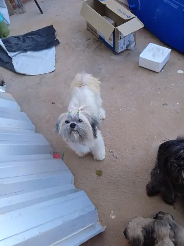 Procuro lhasa apso macho para cruzar 