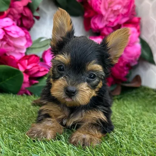 Filhotes Yorkshire Terrier/ Muito amor, pouca latida e muita energia