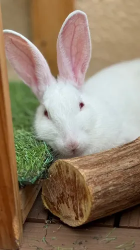 Doação de coelho