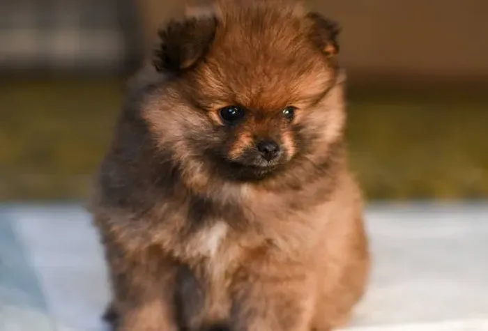 Filhote de Lulu da Pomerânia Para Alegrar e Encantar Seu Novo Lar