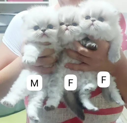 Filhotes de Gatos Persas Disponíveis para Reserva