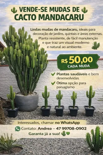 Cacto mandacaru 