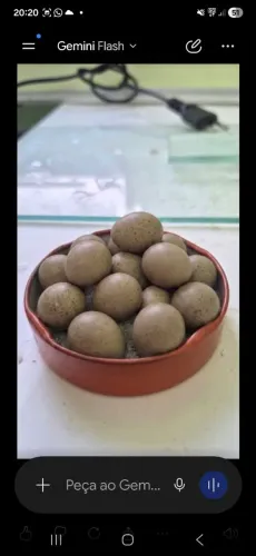 Ovos de codorna chinesa
