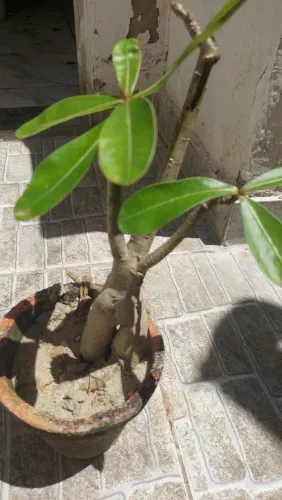 Rosa do deserto