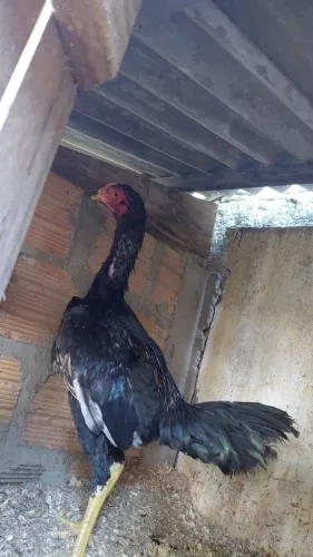 Vendo Frangos Raça Shamo (Mura Brasileiro)