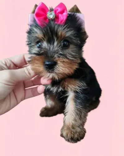 Uma Princesa Yorkshire Esperando um Lar