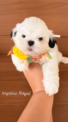 Shihtzu Machinho Perfeito! Cor rara! Branquinho!