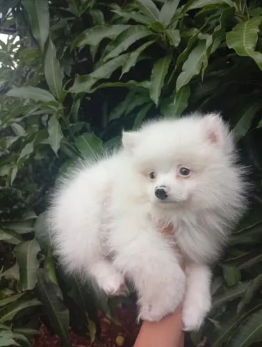 Lulu da Pômerania Macho urso