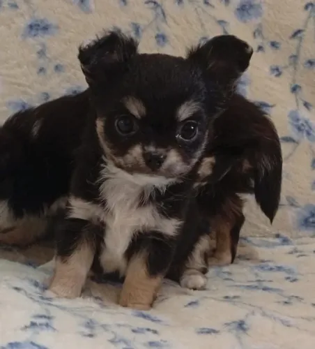 Chihuahua machinho minúsculo 