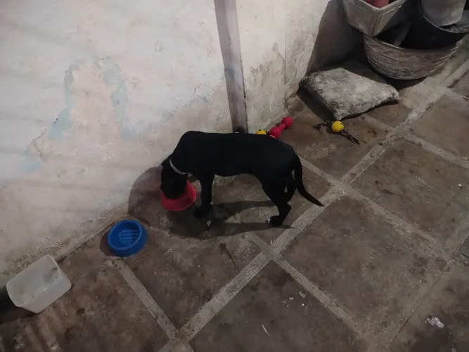 Cachorras 